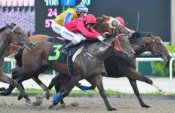 A busy finish. Bahen on the inside holds out Good Loouken (no. 3).<br>Photo by Singapore Turf Club